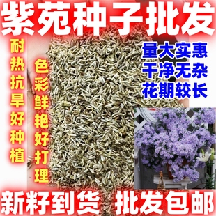 紫苑种子好种庭院花海矮型非姬小菊多年生耐寒花种籽柳叶菊紫菀花