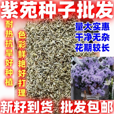 紫苑种子好种庭院花海矮型非姬小菊多年生耐寒花种籽柳叶菊紫菀花