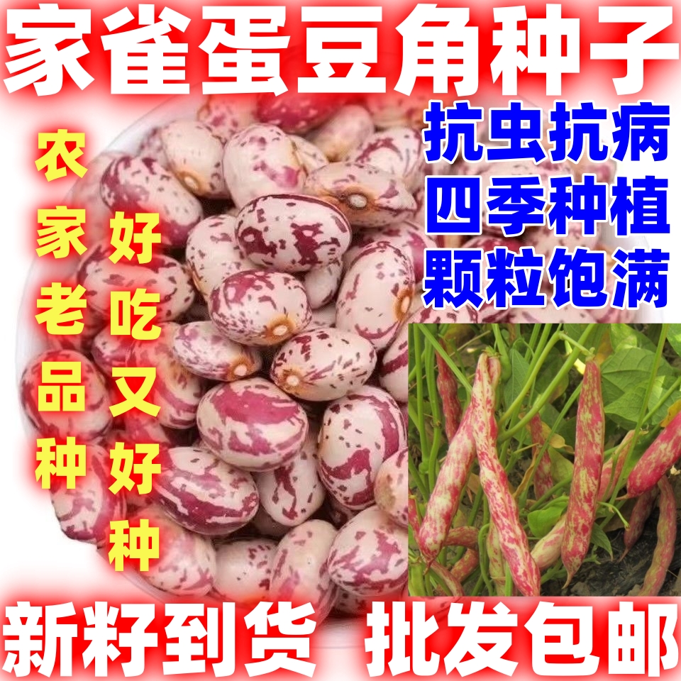 四季无筋家雀蛋小油豆种子鼓新鲜耐寒豆嘎嘎嘎面豆种子无筋豆种子