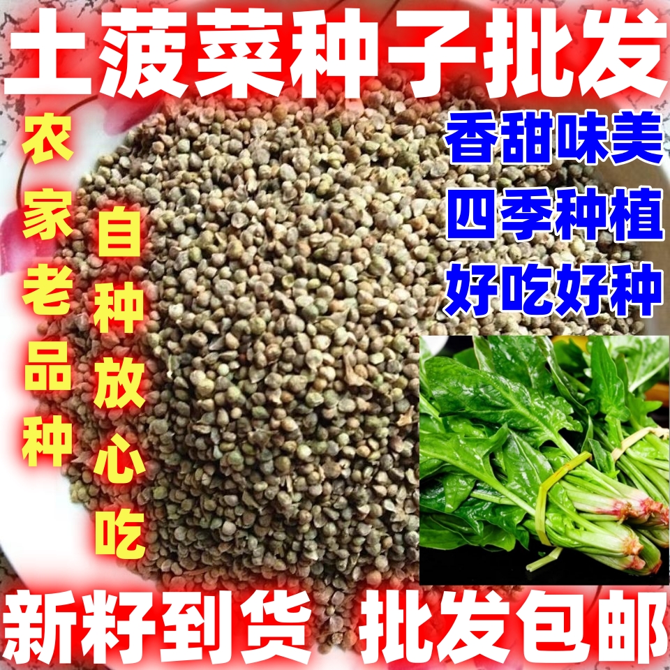 四季土菠菜种子本地老品种农田菜园高产易种四季菠菜种子蔬菜种子
