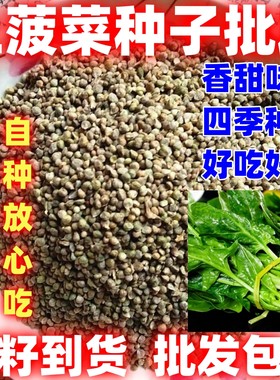 四季土菠菜种子本地老品种农田菜园高产易种四季菠菜种子蔬菜种子