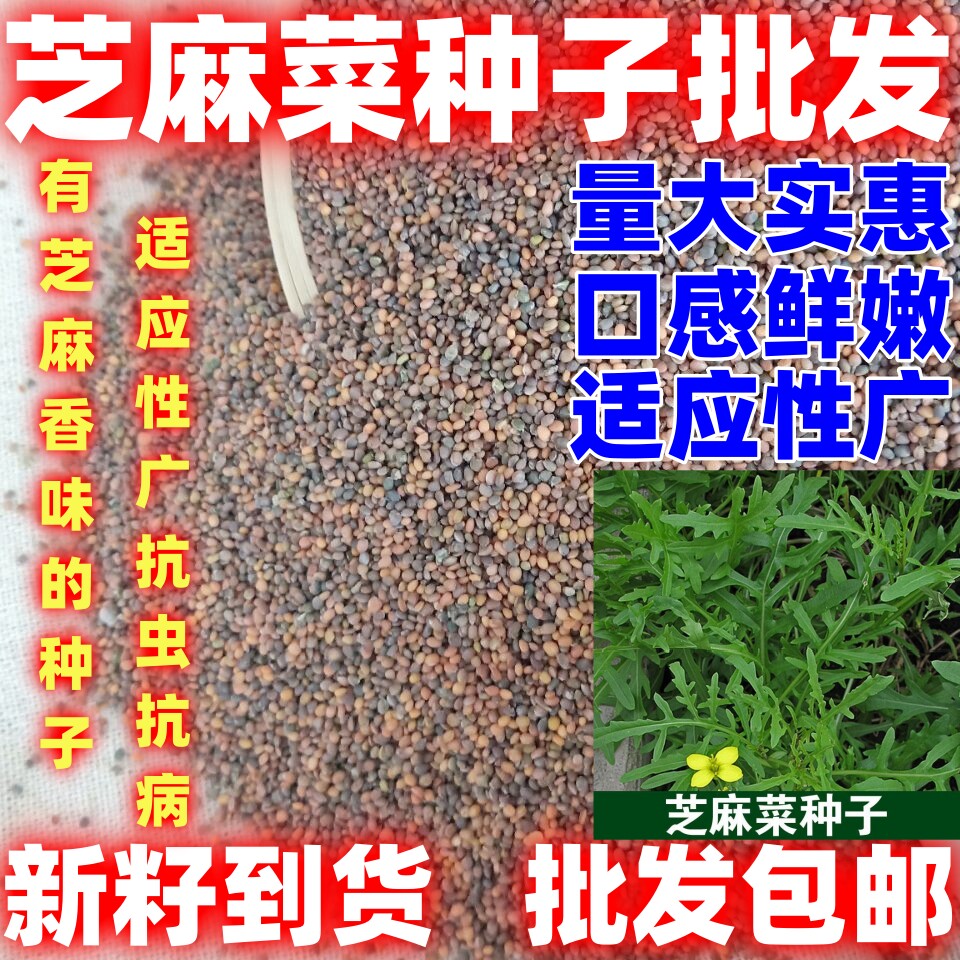 芝麻菜种子当季新籽种籽阳台盆栽春秋四季田园阳台种植蔬菜种
