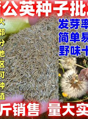 蒲公英种子蒲公英种籽干净无杂质婆婆丁种子野生婆婆丁种籽田园