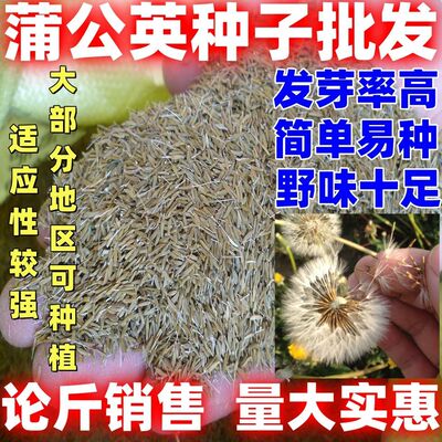 蒲公英种子蒲公英种籽干净无杂质婆婆丁种子野生婆婆丁种籽田园
