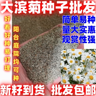 大滨菊种子大滨菊园林景观花海庭院花卉种子多年生花种子花籽草