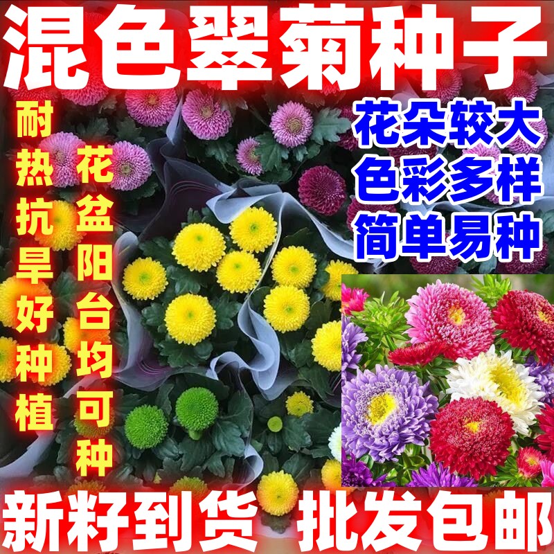 四季种植混色翠菊种子重瓣矮杆阳台庭院盆栽易活花草花卉菊花种子
