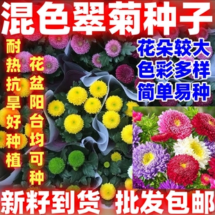 四季种植混色翠菊种子重瓣矮杆阳台庭院盆栽易活花草花卉菊花种子