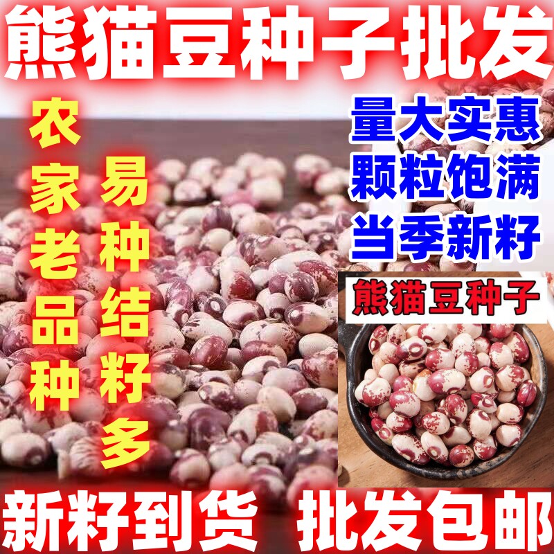 熊猫豆种子简单易种春夏播豆子种子早熟高产抗病好四季熊猫豆种子