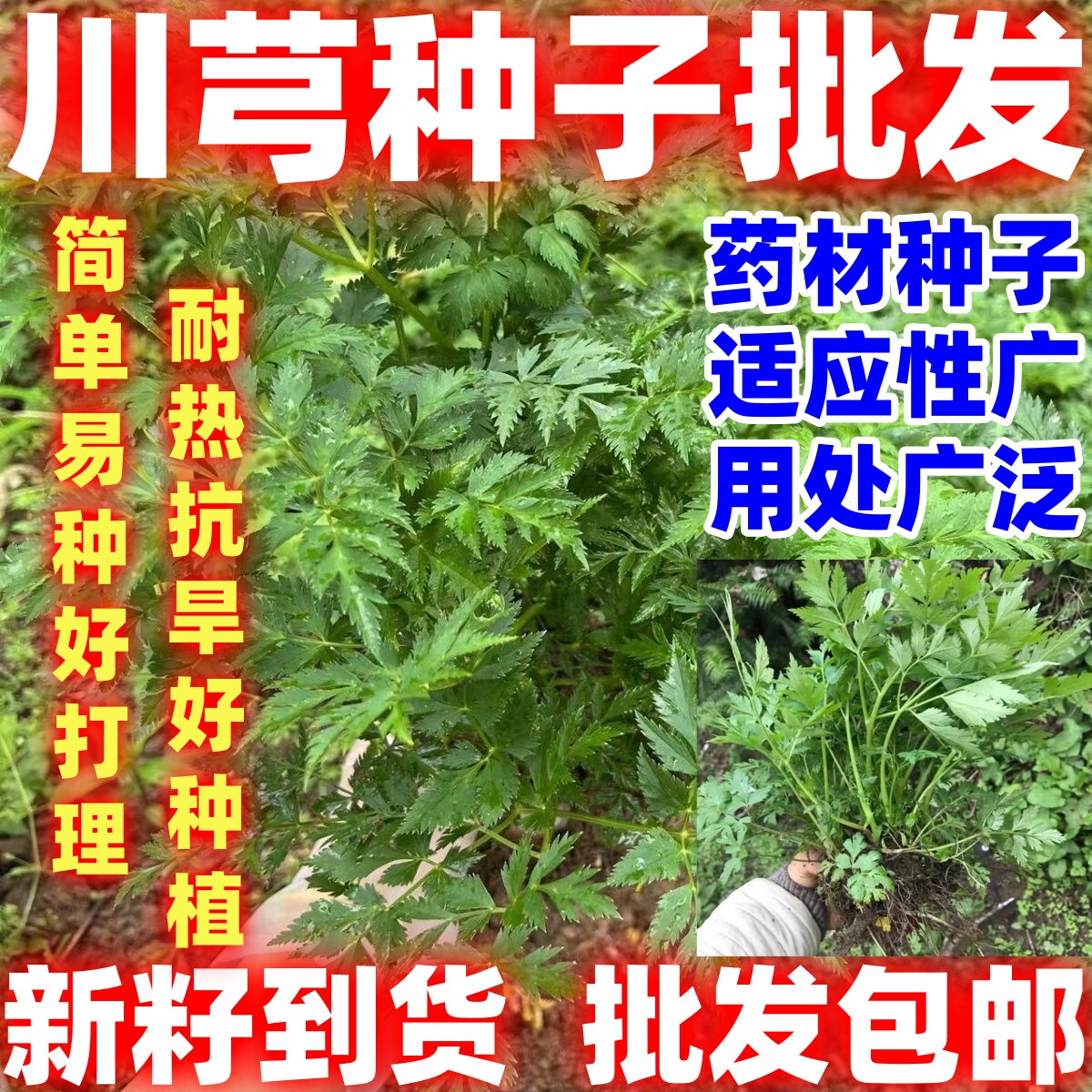 川芎苗种子山鞠穷芎香果胡芎雀脑芎京芎贯芎生川军多年生简单易种