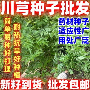 川芎苗种子山鞠穷芎香果胡芎雀脑芎京芎贯芎生川军多年生简单易种