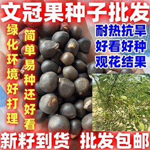 新籽文冠果种子文冠果树苗种子简单易种榨油经济林木绿化植物