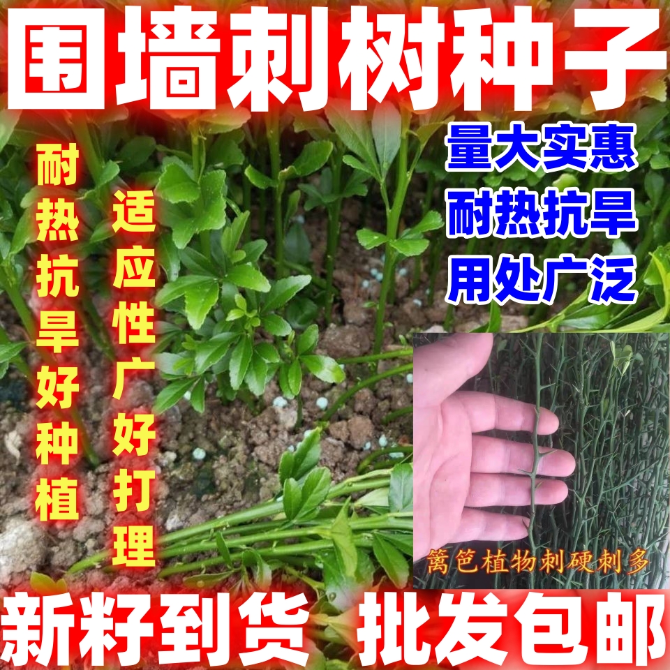 围墙种子铁篱笆种子刺树种子荆棘种子带刺树种子带刺树鸟不站抗旱