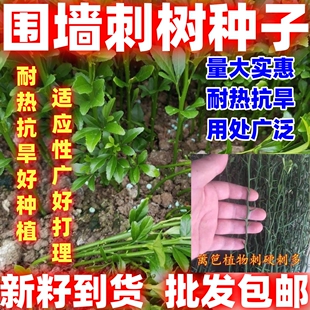 围墙种子铁篱笆种子刺树种子荆棘种子带刺树种子带刺树鸟不站抗旱