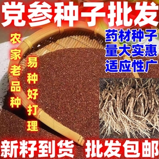药材种子党参子田园种植中药材党参种籽党参种子简单易种论斤卖