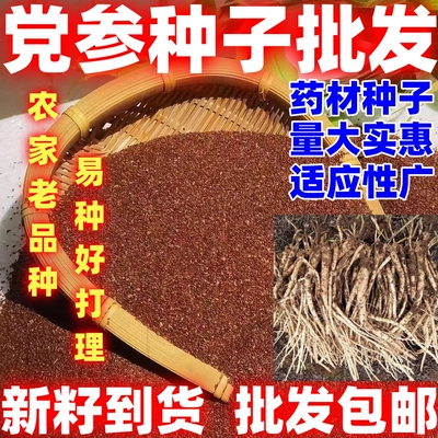药材种子党参子田园种植中药材党参种籽党参种子简单易种论斤卖