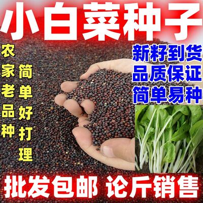小白菜种子农家老品种四季种植庭院阳台盆栽大田农家蔬菜种籽易种