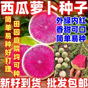 西瓜萝卜种子西瓜萝卜种籽甜脆青皮红瓤红心水果萝卜四季可种好吃
