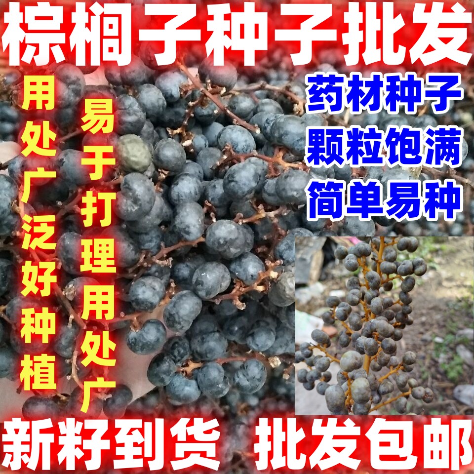 中药材棕树籽棕榈子简单易种新籽棕榈籽棕树子野生棕树果败棕子