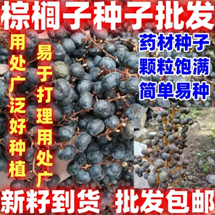 中药材棕树籽棕榈子简单易种新籽棕榈籽棕树子野生棕树果败棕子