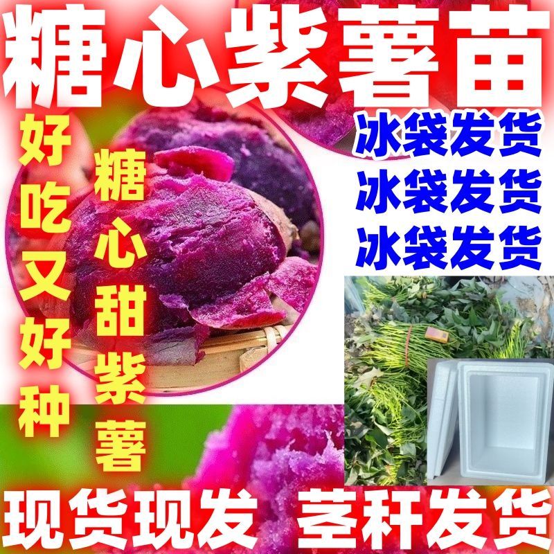 甜蜜好吃糖心紫薯红薯苗秧蜜薯秧苗糖心紫色紫薯苗易种苗茎秆发货