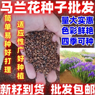 马兰花四季播种多年生宿根花草种子好看好种耐盐碱适应性强花种籽