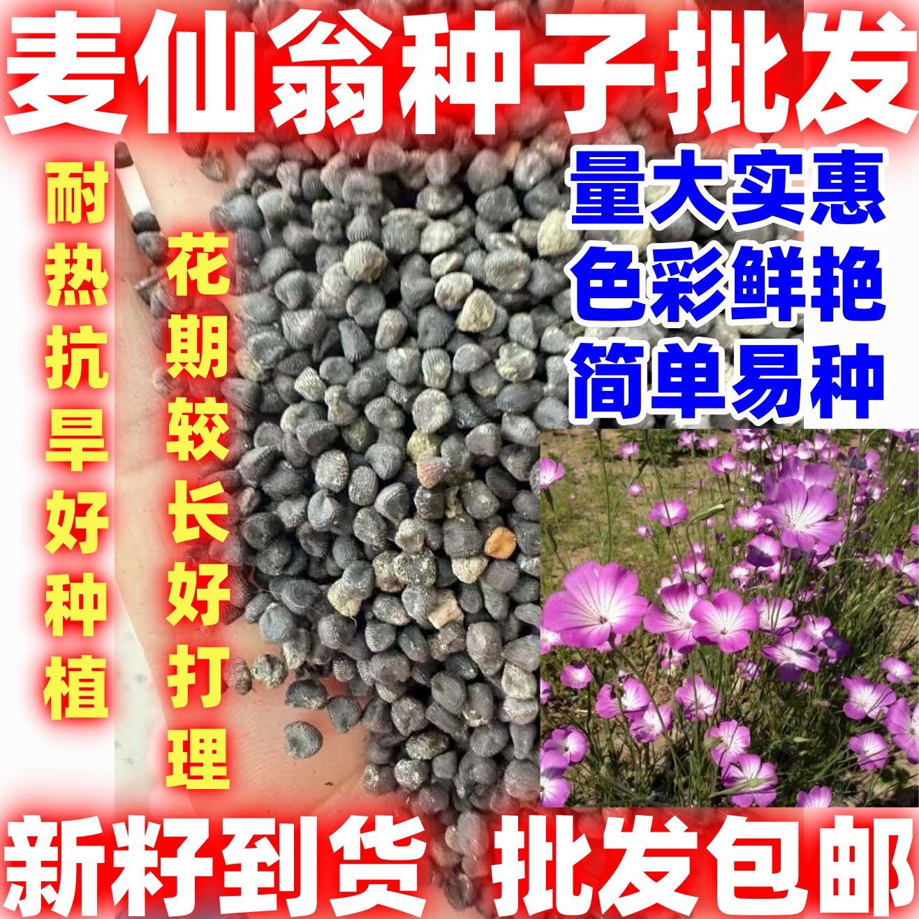 麦仙翁花种籽耐旱鲜花种子景观绿化林木盆栽花卉种子易播种好看