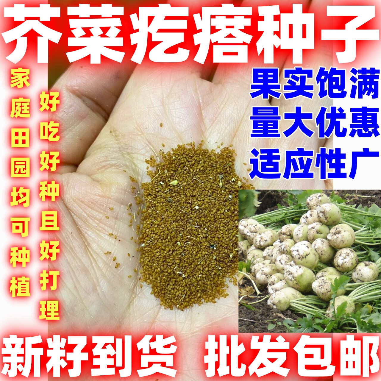 四季光头芥菜种子卖榨菜咸菜蔬菜种子芥菜疙瘩种籽芥菜疙瘩种子
