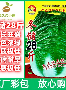 冬储28斤大白菜种子原厂彩包简单易种好吃冬储大白菜腌菜白菜种子
