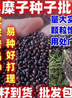 农家黑红糜子黍子简单易种可种可用坐垫填充透气枕头颗粒填充