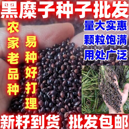 农家黑红糜子黍子简单易种可种可用坐垫填充透气枕头颗粒填充