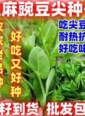 红麻无须豌豆苗种子豌豆尖种子四季易种阳台盆栽芽苗菜蔬菜种子