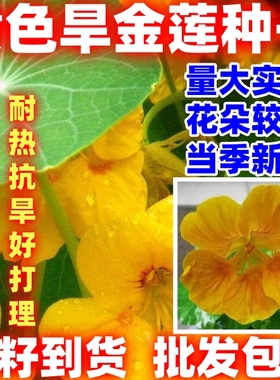 黄色旱金莲种子四季开花盆栽花草植物室内易活新手好种好看种子籽