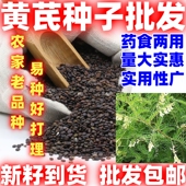 黄芪种籽黄芪种子论斤售卖黄芪子四季 种植出芽好田园阳台盆栽种植