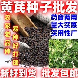 黄芪种籽黄芪种子论斤售卖黄芪子四季种植出芽好田园阳台盆栽种植