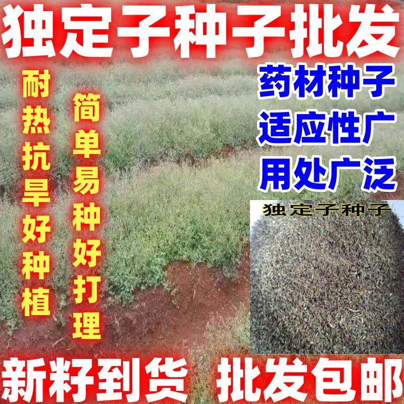 金铁锁种子中药材独丁子对叶七独钉子独定子籽多年生草本简单易种