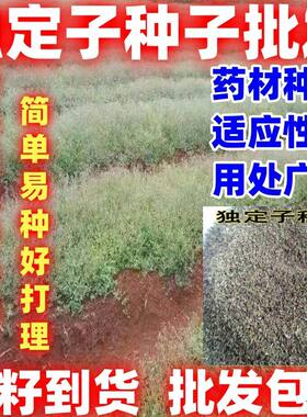 金铁锁种子中药材独丁子对叶七独钉子独定子籽多年生草本简单易种