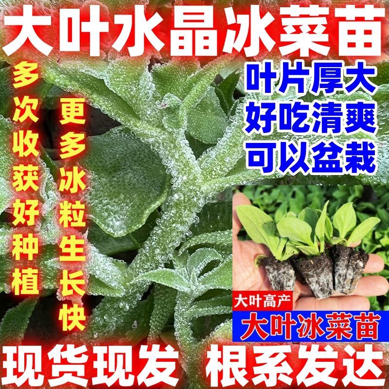 大叶水晶冰菜秧苗大叶水晶冰草种子多茬采收阳台盆栽四季好吃好种