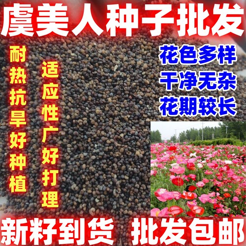 虞美人花种籽子四季可种开花花种室外见土就活四季虞美人种子好种