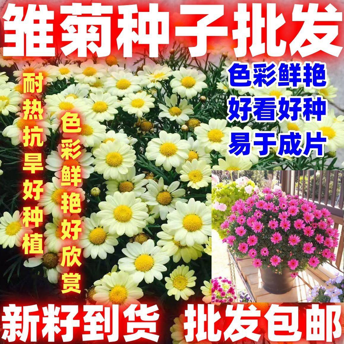 小雏菊种子四季易种耐寒盆栽抗晒精灵系列花籽美丽好看好种阳台籽