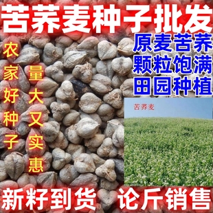 苦荞麦种子食用荞麦种子家种杂粮作物田园种植荞麦种子