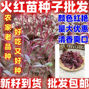 微型蔬菜芽苗种籽火红苗种子斯卡纳苗西餐摆盘装饰四季安曼红苗菜