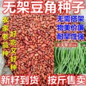 无架豆角种子按斤卖矮生不搭架阳盆栽四季 播露地庭院豆角蔬菜种子