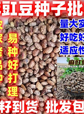 麻豇豆农家四季散装豇豆简单易种花豇豆五谷杂粮豆新江豆豆馅杂粮