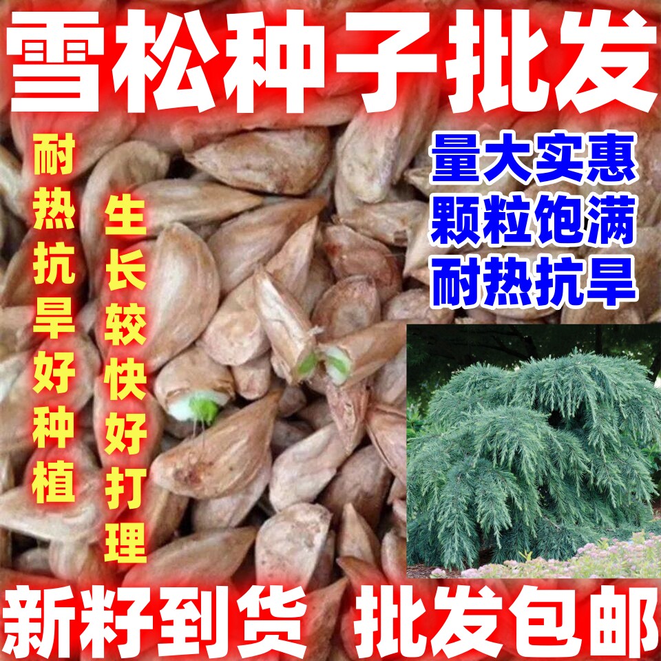 雪松种子林木种籽简单易种四季多年生景观绿化工程观叶种孑好看