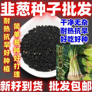 韭葱种籽洋蒜苗扁叶葱西青蒜苗海蒜春秋四季播阳台蔬菜孑简单易种