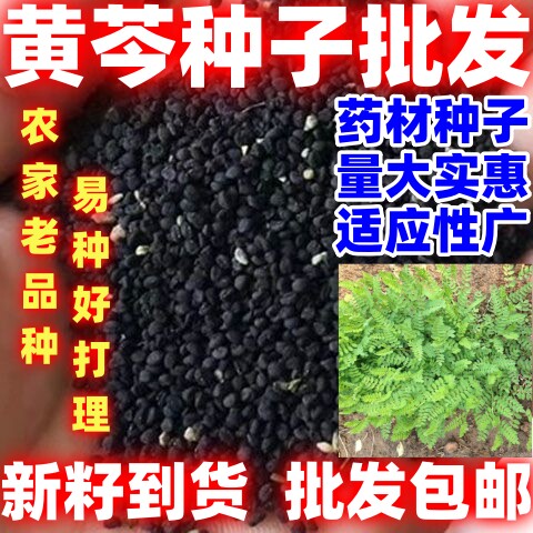 黄芩种子四季论斤卖庭院田园种植盆栽种植耐旱耐寒黄芩种黄芩种