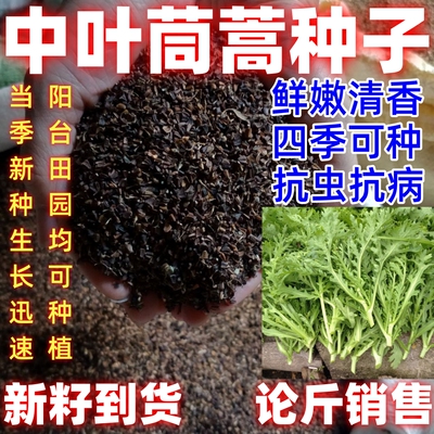 中叶茼蒿新种菜种子大田用种春夏秋四季蔬菜种子家庭阳台小蔬菜