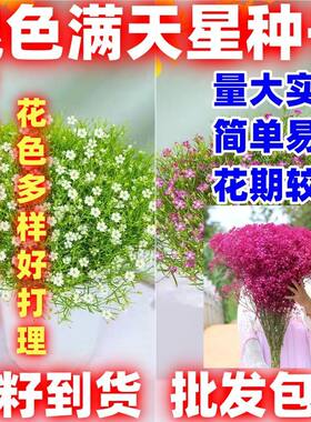 混色满天星花种子四季开花草籽简单易种易爆盆阳台庭院盆栽花卉种