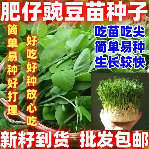肥仔豌豆苗种子无须碗豆尖豌豆种籽好吃蔬菜种子阳台大田豆芽菜