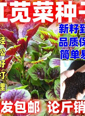 红苋菜种子圆叶庭院阳台大田盆栽蔬菜种子易种好活四季可播老品种
